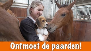 Paarden voorstellen  het nieuwe zusje van Eve  PaardenpraatTV [upl. by Karlotte]