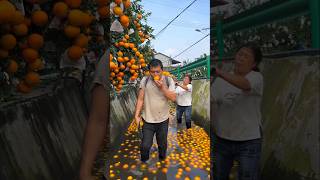 Poor Orange Seller 😞 shorts ytshorts orange [upl. by Apurk]