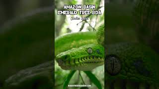 Amazon Basin Emerald Tree Boa Corallus batesii [upl. by Noiram]