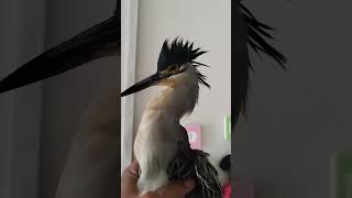 Woody woodpecker Laugh [upl. by Beyer]