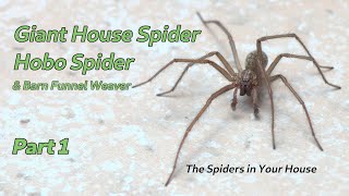 Giant House Spider Hobo Spider amp Barn Funnel Weaver Part 1  The Spiders in Your House [upl. by Ydarg127]