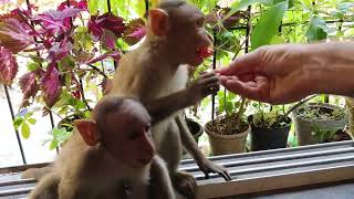 Feeding Tomatoes To Hungry Baby Monkeys [upl. by Gaiser]