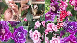 About Gloxinia plants how to grow cutting from Gloxinia how to care Gloxinia plants [upl. by Enorel]