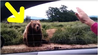 A Woman Waved At This Bear From The Safety Of Her Car – And The Animal’s Reaction Was Caught On Film [upl. by Ahseina]