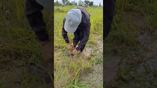 Wow amazing catch fish under grass at the by hand a fisherwoman skills shots topfishing [upl. by Attemaj277]