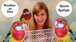 Rosellas as Pets Species Spotlight [upl. by Asiilanna]