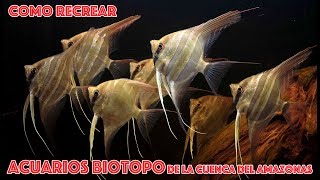 Como recrear acuarios Biotopo de la cuenca del Amazonas [upl. by Bullion883]