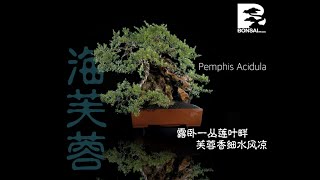 Pemphis Acidula  Mentigi  海芙蓉 002 [upl. by Eltsyek543]