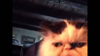 Cat says diabetes vine [upl. by Cobb]