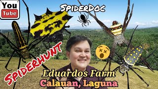 SPIDER Species HUNT in Eduardos Farm CALAUAN LAGUNA Tabitabi ang mga Gagamba EKIS at KURYENTE [upl. by Ayenat]