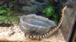 Ball python at Petco [upl. by Acey12]