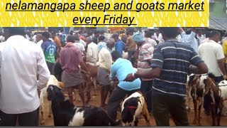 the last episode of nelamangala sheep and goats market AGRIANIMALS [upl. by Gnanmos373]