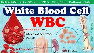 White Blood Cell WBC or Leucocytes  Function of wbc in hindi  WBC count [upl. by Itraa]