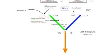 Coagulation amp Fibrinolytic Pathway in 5 minutes  Simple and Easy [upl. by Ettevad]