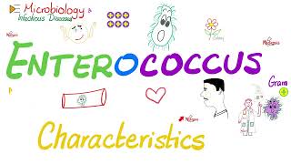 Enterococcus Enterococci Characterestics and Diseases  Microbiology 🧫 [upl. by Relda413]