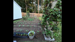 Fall Planting is Completed in Our Back Yard Garden amp Greenstalks [upl. by Yorle]