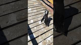 Pinguins Punta Tombo Argentina motorhome camping motivation [upl. by Nyliuqcaj328]