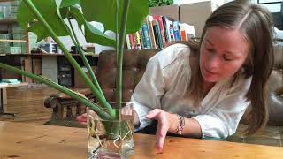 Propagating and Repotting Monstera Deliciosa [upl. by Bertie395]