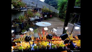 Sarracenias and Birds Carnivoras Mouriño Windowsill231024 [upl. by Hanid]