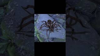 Megarachne Prehistoric Giant Spider 🕷️ [upl. by Hailee]