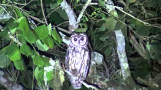 Asio clamator  Corujaorelhuda  Striped Owl [upl. by Ihskaneem]