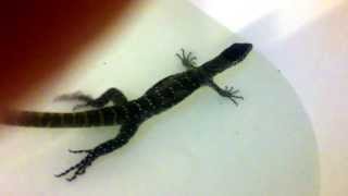 My Nile Monitor [upl. by Lough]