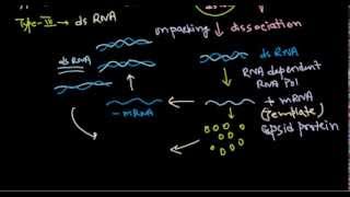 10 Replication of dsRNA virus [upl. by Arraic]