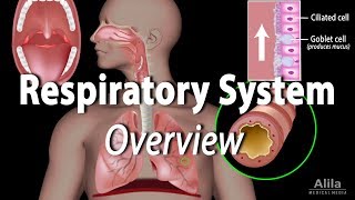 Overview of the Respiratory System Animation [upl. by Gilead]