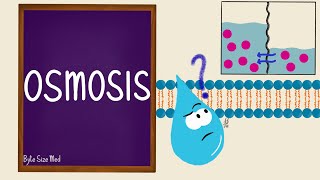 Osmosis  Osmolarity  Osmotic Equilibrium  Transport Across the Cell Membrane  Cell Physiology [upl. by Chantalle550]