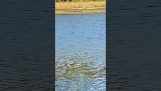 Bufflehead duck birdspotting birds birdwatch wildlife wildlifebirding birdwatching [upl. by Philo]