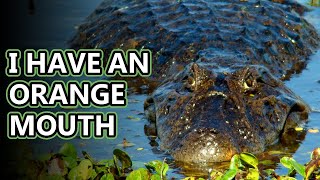 Caiman facts discussing the crocodilians  Animal Fact Files [upl. by Storfer]