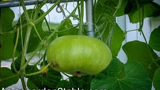 How to grow bottle gourd （葫芦瓠瓜） [upl. by Gillespie]