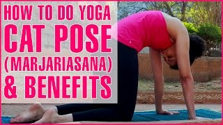 How To Do YOGA CAT STRETCH POSE MARJARIASANA  Spine Flexibility [upl. by Nader916]