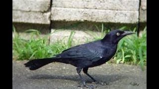 COMMON BLACK BIRDS IN PUERTO RICO  PALOMAS CHANGO DE PUERTO RICO [upl. by Zitvaa805]