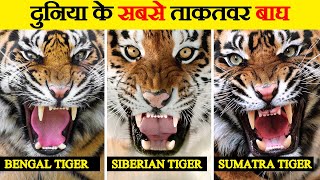 Bengal Siberian और Sumatra Tiger के बारे में जानिए  Comparison Bengal Siberian and Sumatra Tiger [upl. by Gherardi]