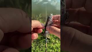 Go fishing！！fishing fishinglife lurefishing foryou fishingfun fishingaddict fishingvideos [upl. by Atinna]