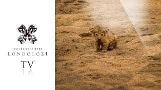 Brand New Tsalala Pride Lion Cub  Londolozi TV [upl. by Jurkoic]