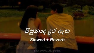 Pipunada Dura Atha පිපුණාද දුර ඈත  Slowed  Reverb Sayuruu [upl. by Ahsilla]