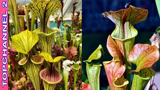 10 Variedades de Sarracenia más hermosas [upl. by Gmur]