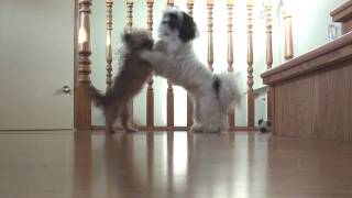 The Battle BeginsShih Tzu vs Shorkie [upl. by Neladgam302]