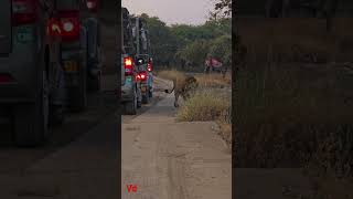 Gir national safari parks  aambardi safari park  lion Gir forest Gir  shorts trending shots [upl. by Lynden]