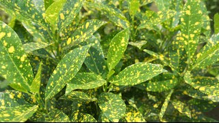 Propogating Crotons from Cuttings  Special Look at the Gold Dust Croton [upl. by Anuaik39]