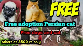 Free adoption Persian cat available 😍💥l free adoption dog and cat l other pets starts at 3500 ruppes [upl. by Piks]