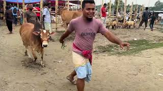 Bhai Koto Nilo Paragram Hozrotpur Gorur Haat 2023  Part 9  Cow Price in Bangladesh [upl. by Melise]