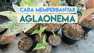 Cara Memperbanyak Tanaman Hias Aglaonema [upl. by Vtarj]