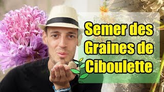 Récolter et Semer des Graines de Ciboulette [upl. by Aicsila]