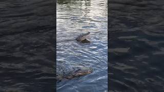 Do Alligators know their Names ⁉️ shorts youtubeshorts alligator florida gatorland [upl. by Aya]