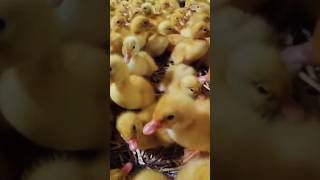 Duckling Sounds  in A Poultry Farm [upl. by Ttesil]