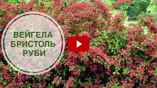 Цветущие кустарники 🌺 Вейгела бристоль руби 🌺 Украшаем сад огород с hitsadTV [upl. by Aniral]