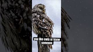 Owls are Awesome Here are 5 facts about Owls owls birdfacts animalfacts [upl. by Ailis774]